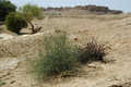 Jaisalmer