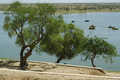 Jaisalmer, jezioro Gadisar