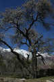 Karimabad