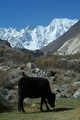 Passu