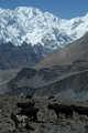 Passu