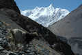 Passu