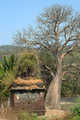 Janjira - baobab?? :)