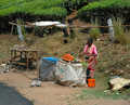 Na trasie Munnar - Top Station, okolice jeziora Mattupetty