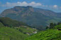 Chittivarrai Estate, w drodze do Kovilooru