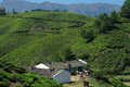 Chittivarrai Estate, w drodze do Kovilooru